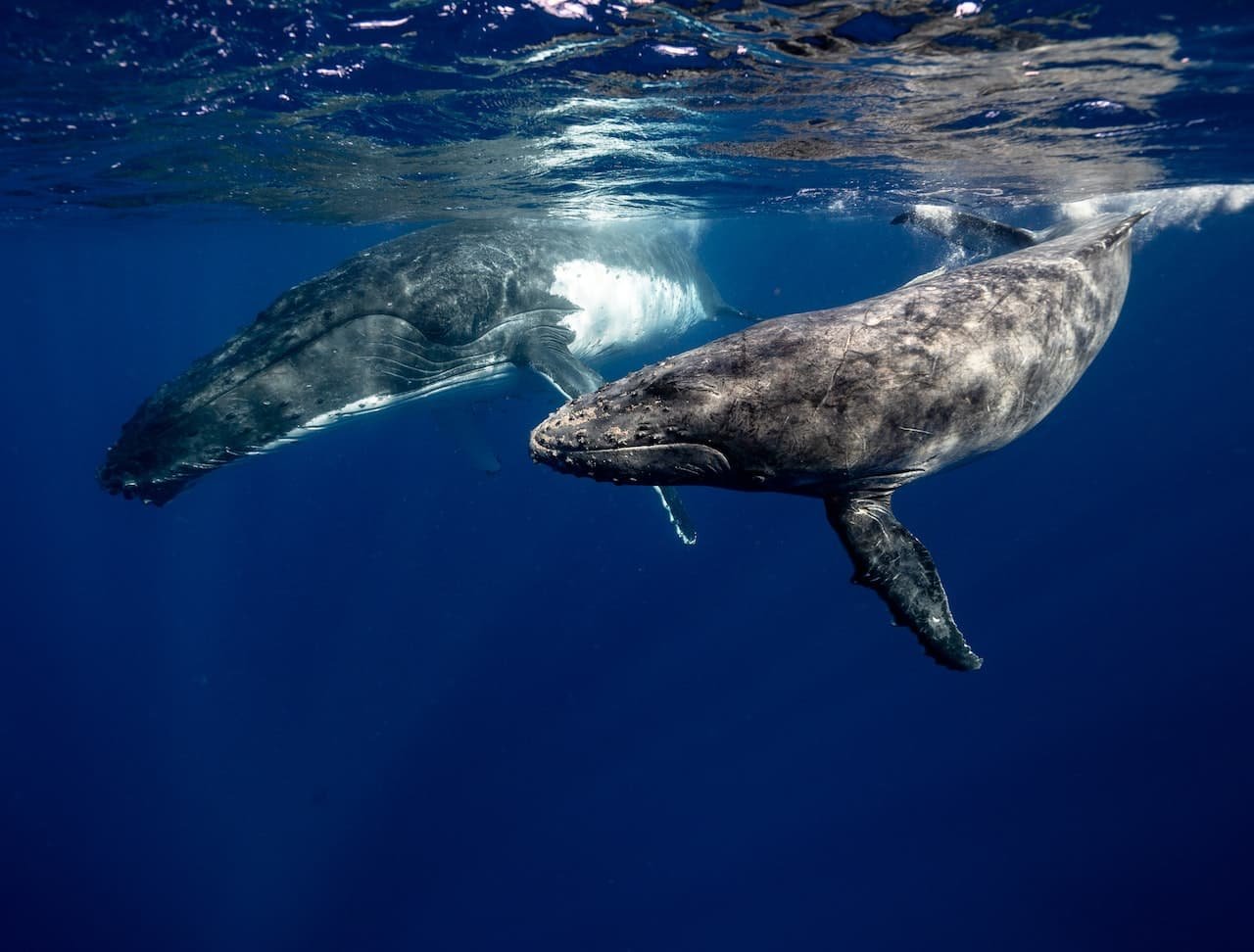 Greenpeace y la historia de su primera Marcha Virtual por las ballenas