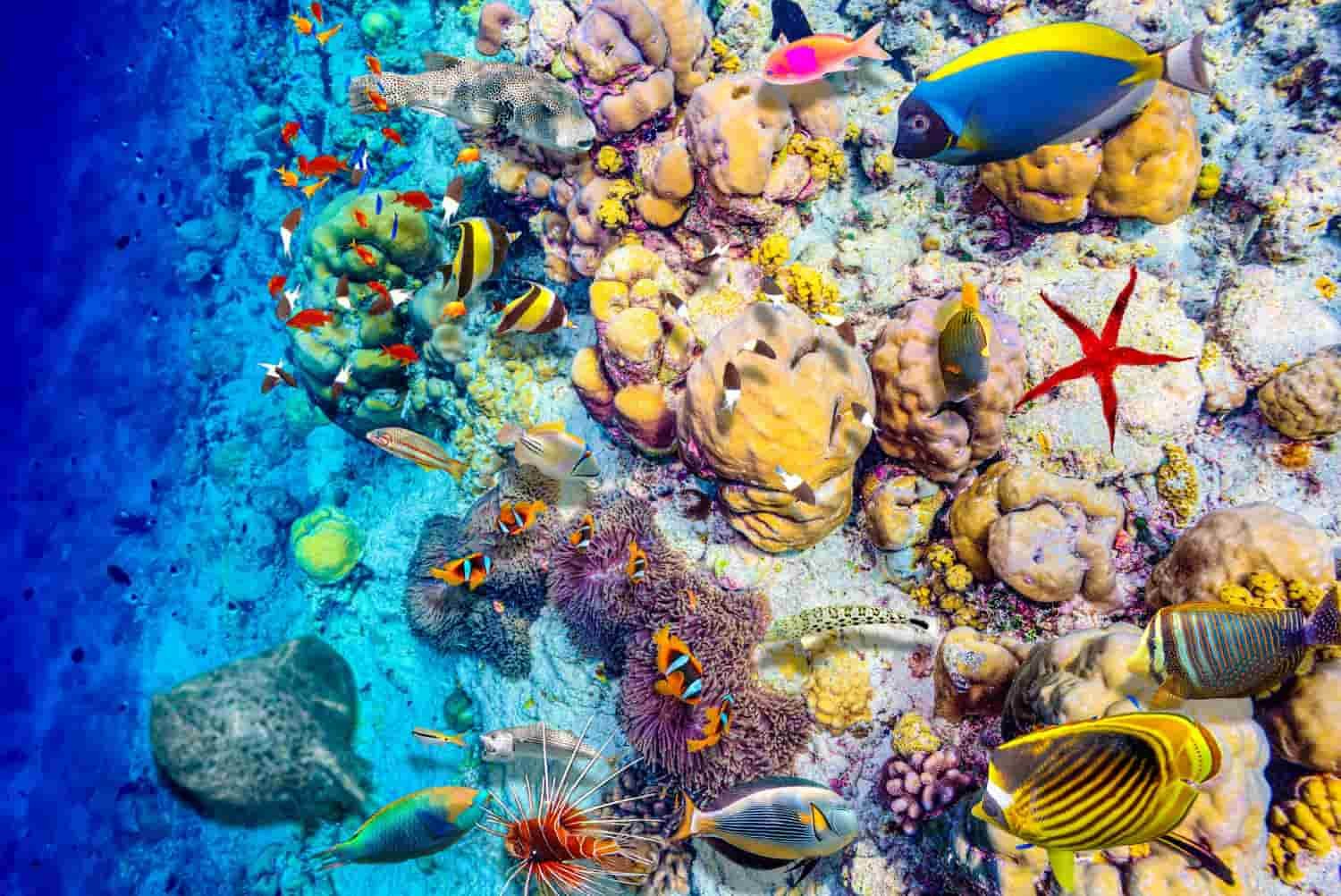 Arrecife de coral y peces tropicales en el Agujero Azul, un ecosistema marino clave en peligro