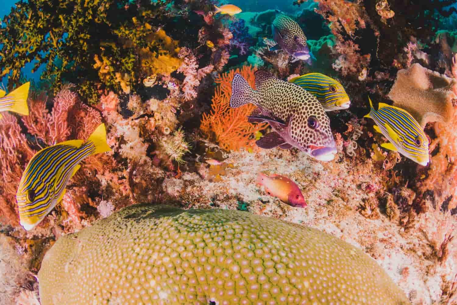 Biodiversidad marina en peligro: protejamos los océanos