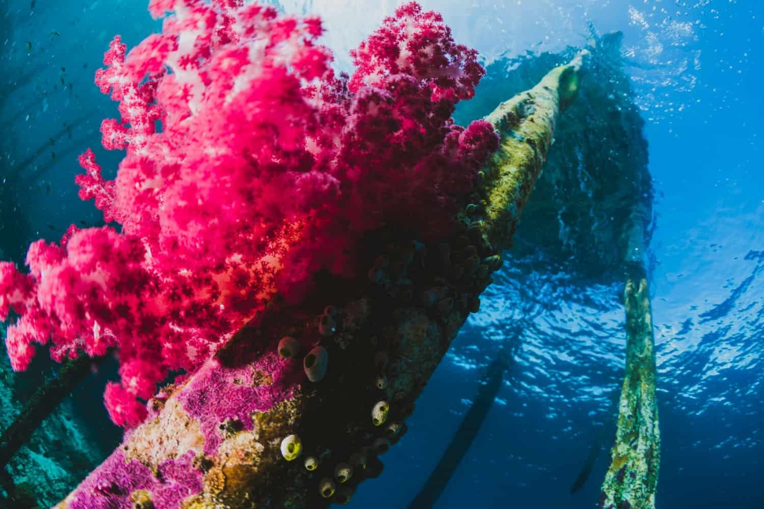 Barrera de coral en peligro: Protejamos estos frágiles ecosistemas marinos