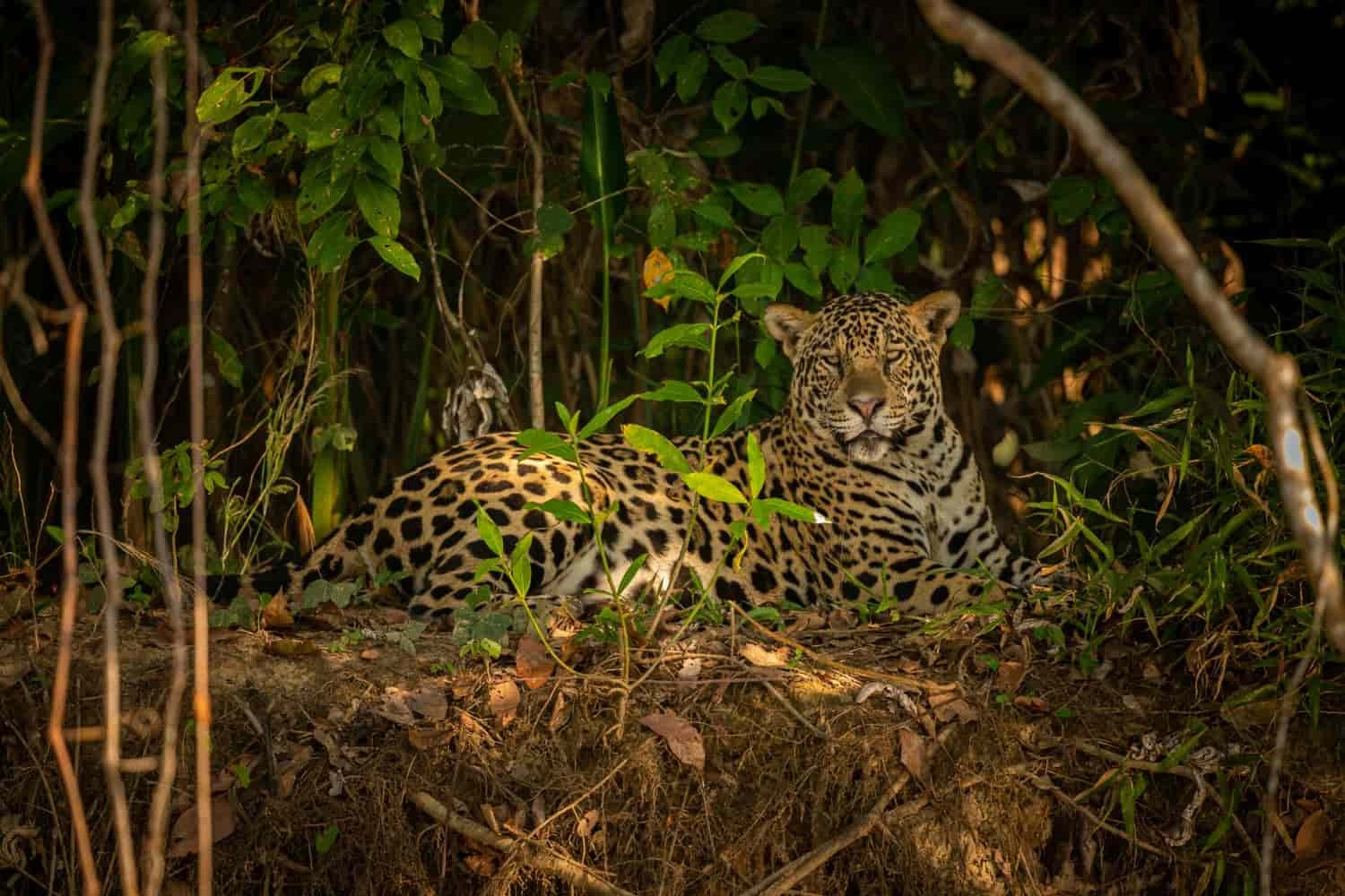 Greenpeace Ecuador presenta un plan integral para para proteger al jaguar