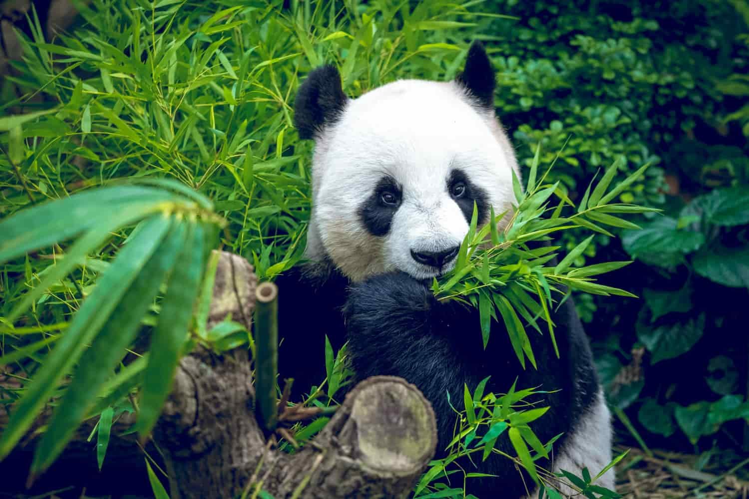 China y Greenpeace logran salvar a los pandas de la extinción