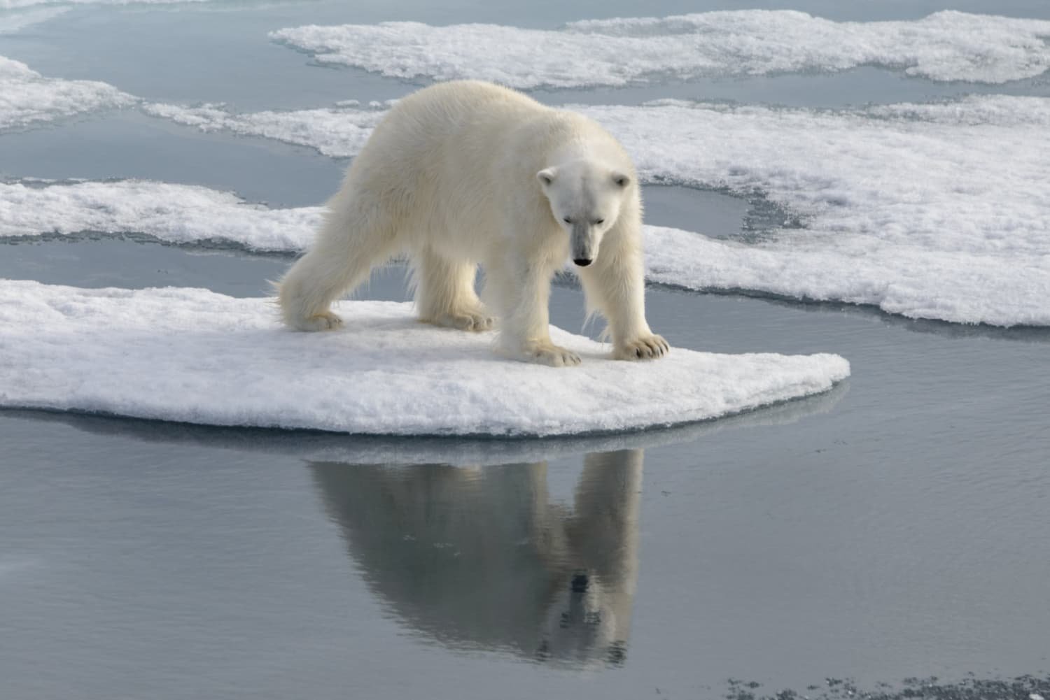 Oso polar en el Ártico enfrentando los efectos del calentamiento global