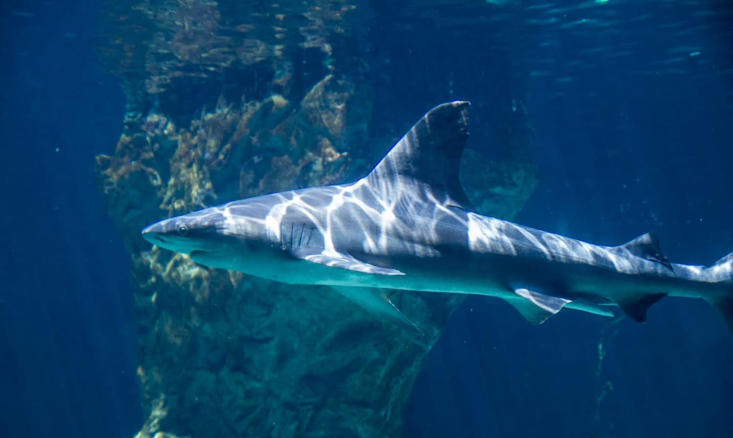 Greenpeace y su lucha para proteger a los tiburones en Nueva Jersey