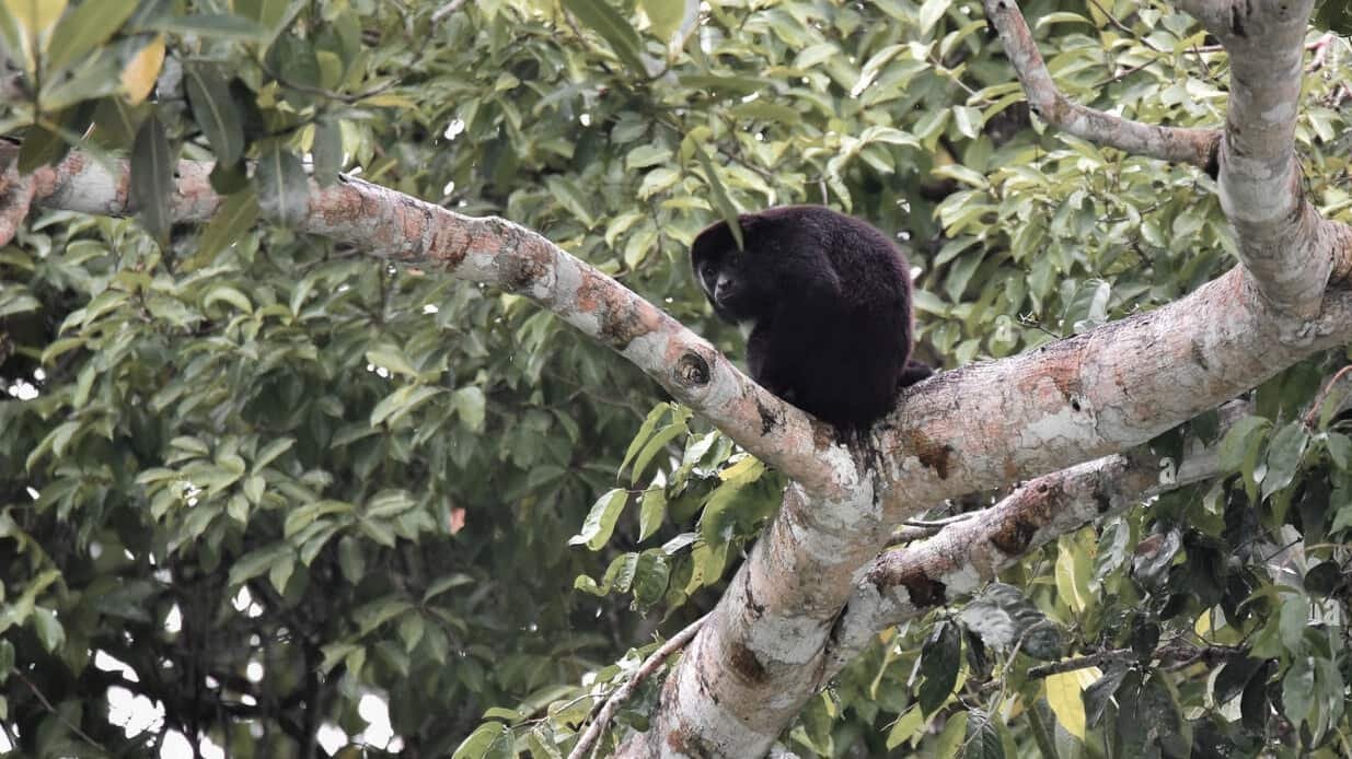 Mono aullador negro en su hábitat natural