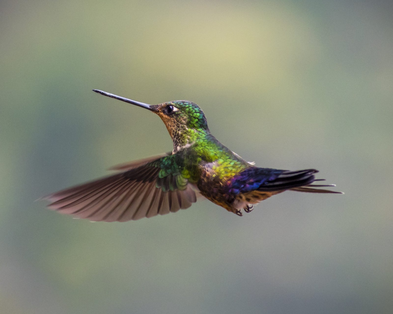 Greenpeace se compromete con iniciativas locales para salvar al colibrí en Chile. 