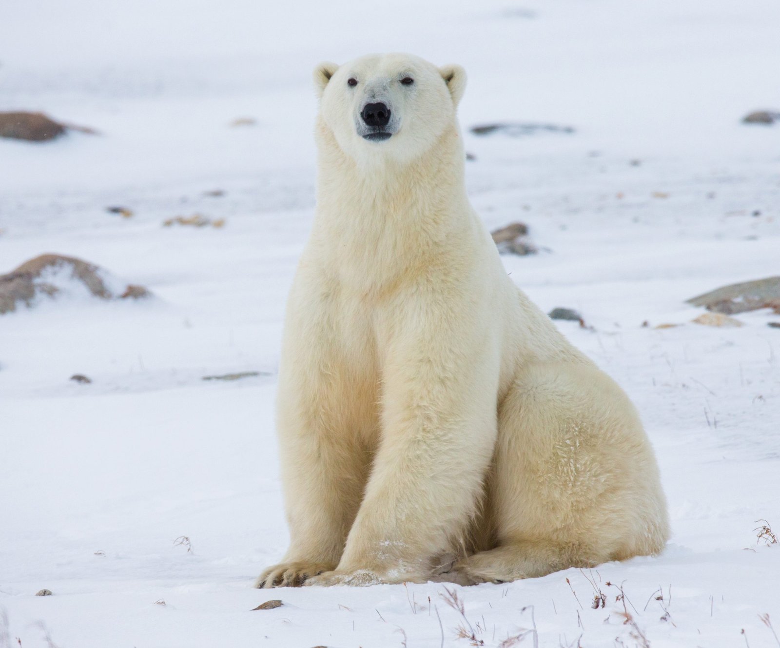 La lucha de Greenpeace  para salvar a los osos polares. 