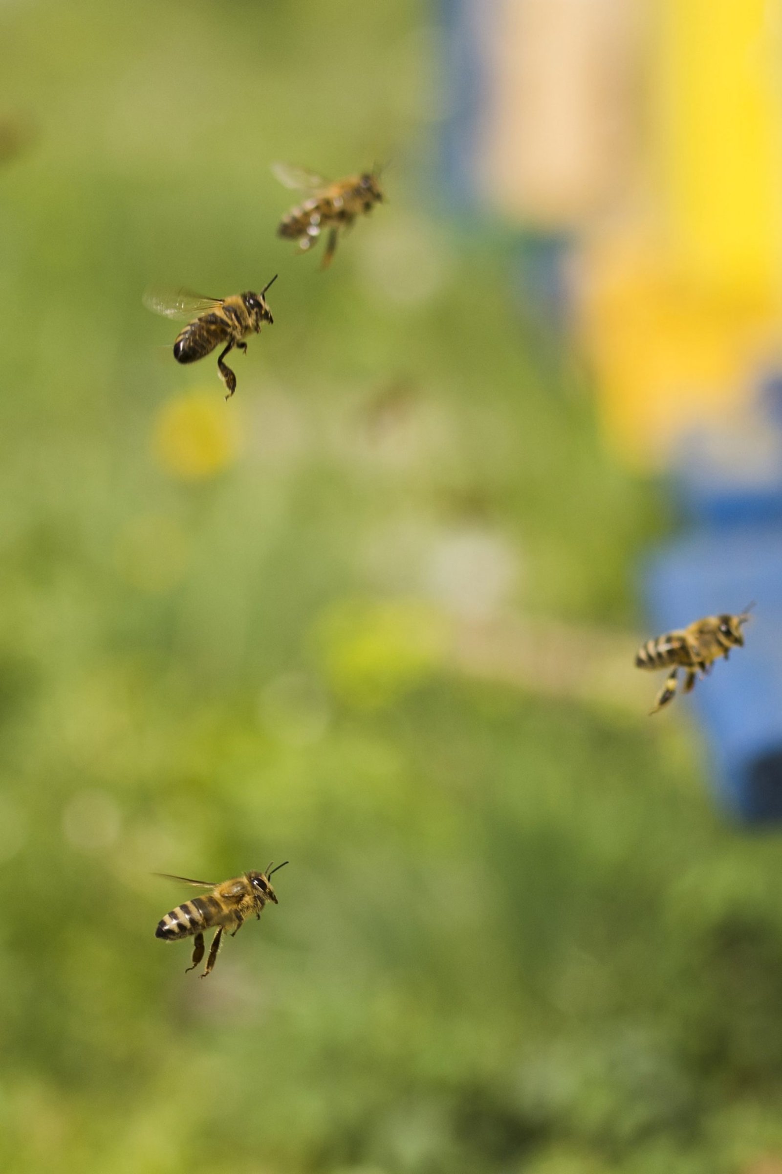 Greenpeace y una innovadora campaña de lucha para la preservación de las abejas.