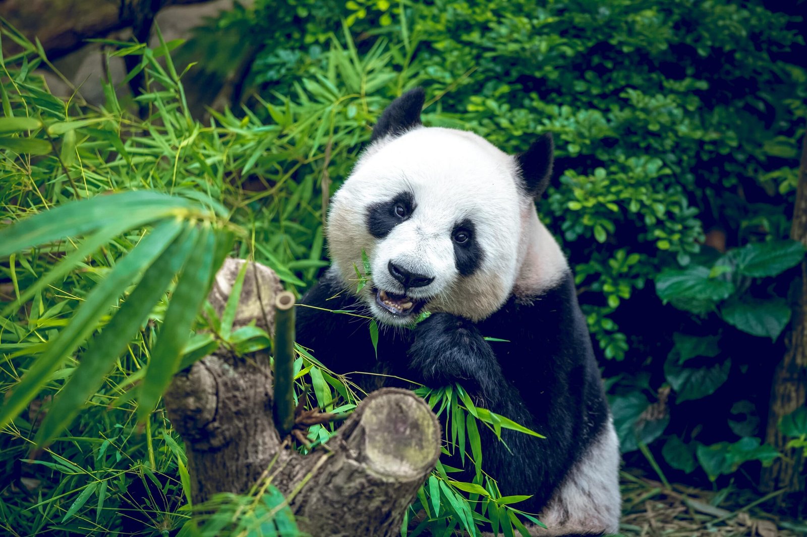 Greenpeace celebra los avances de China en la protección de los osos pandas.