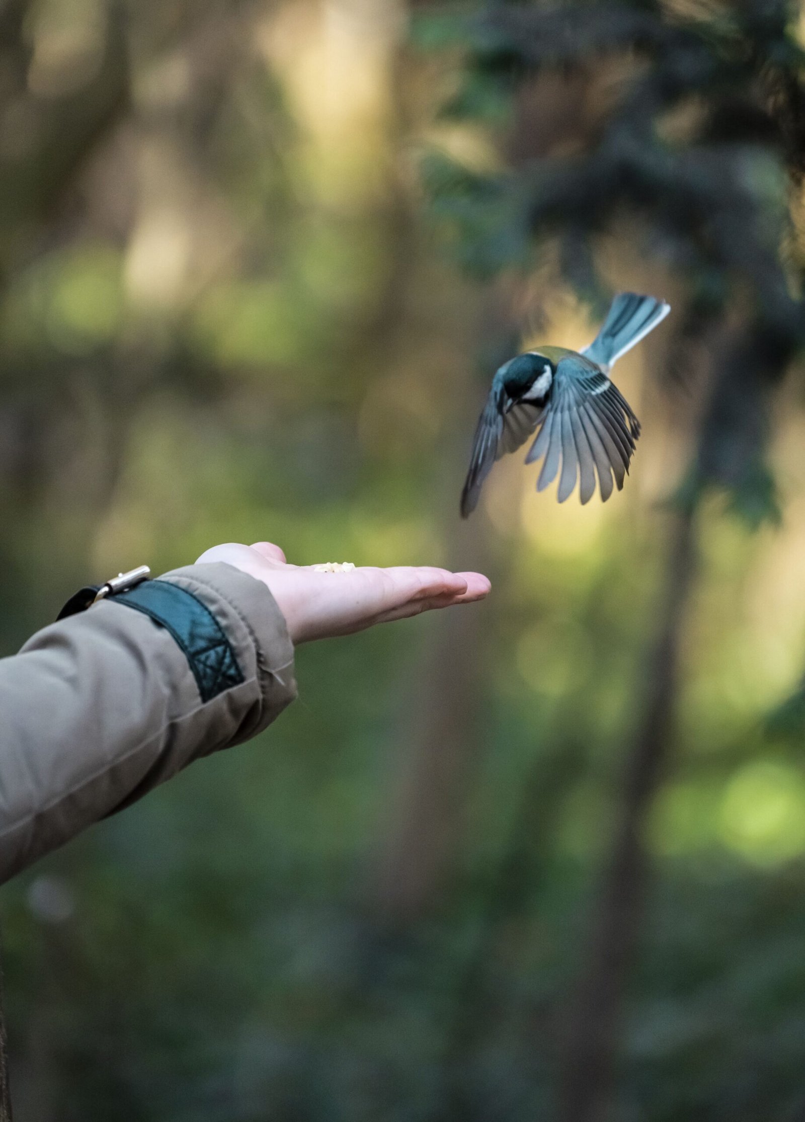 Greenpeace alienta una nueva campaña de protección de aves en la Selva Misionera.