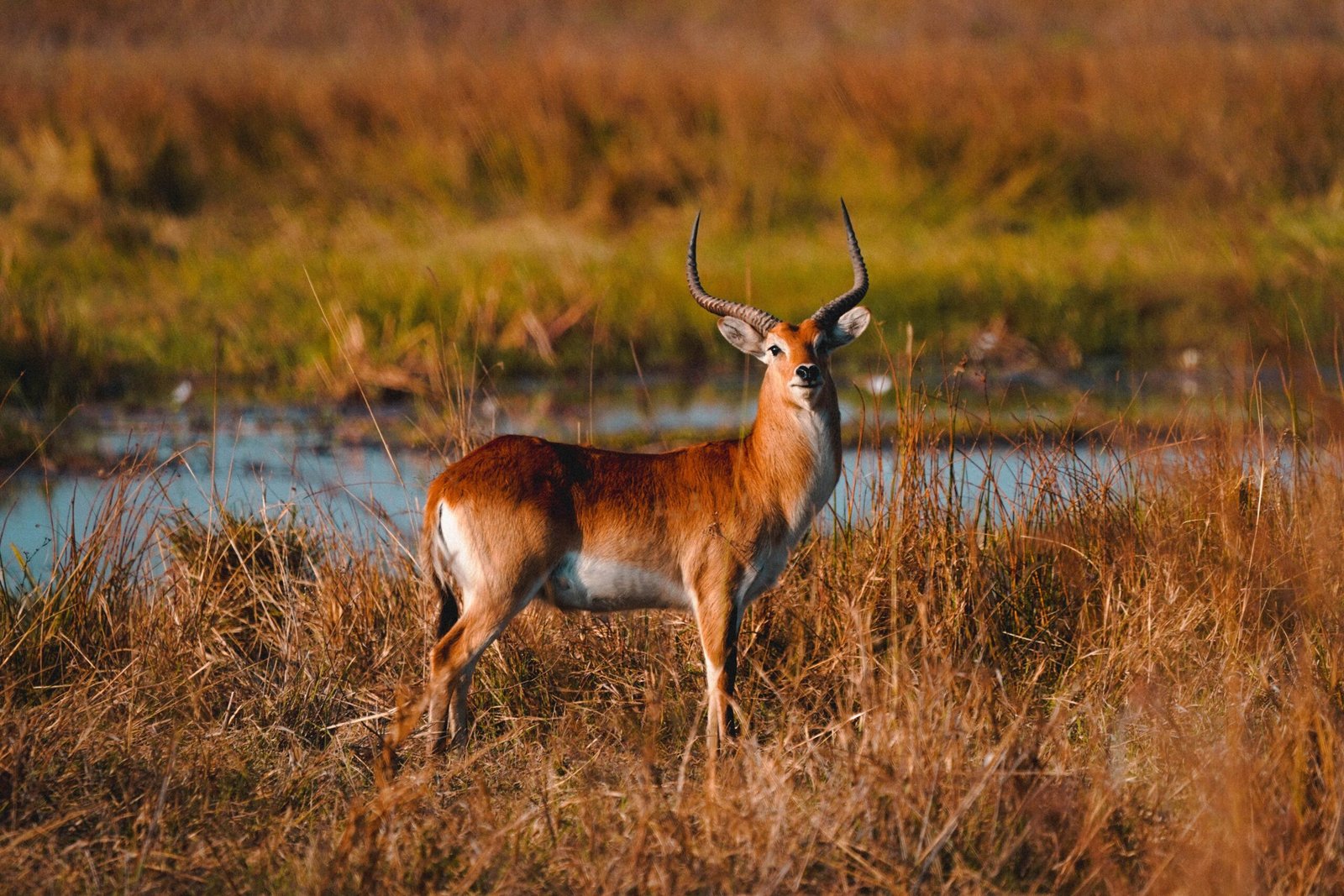 Corrientes: Greenpeace se levanta frente la caza deportiva de ciervos axis