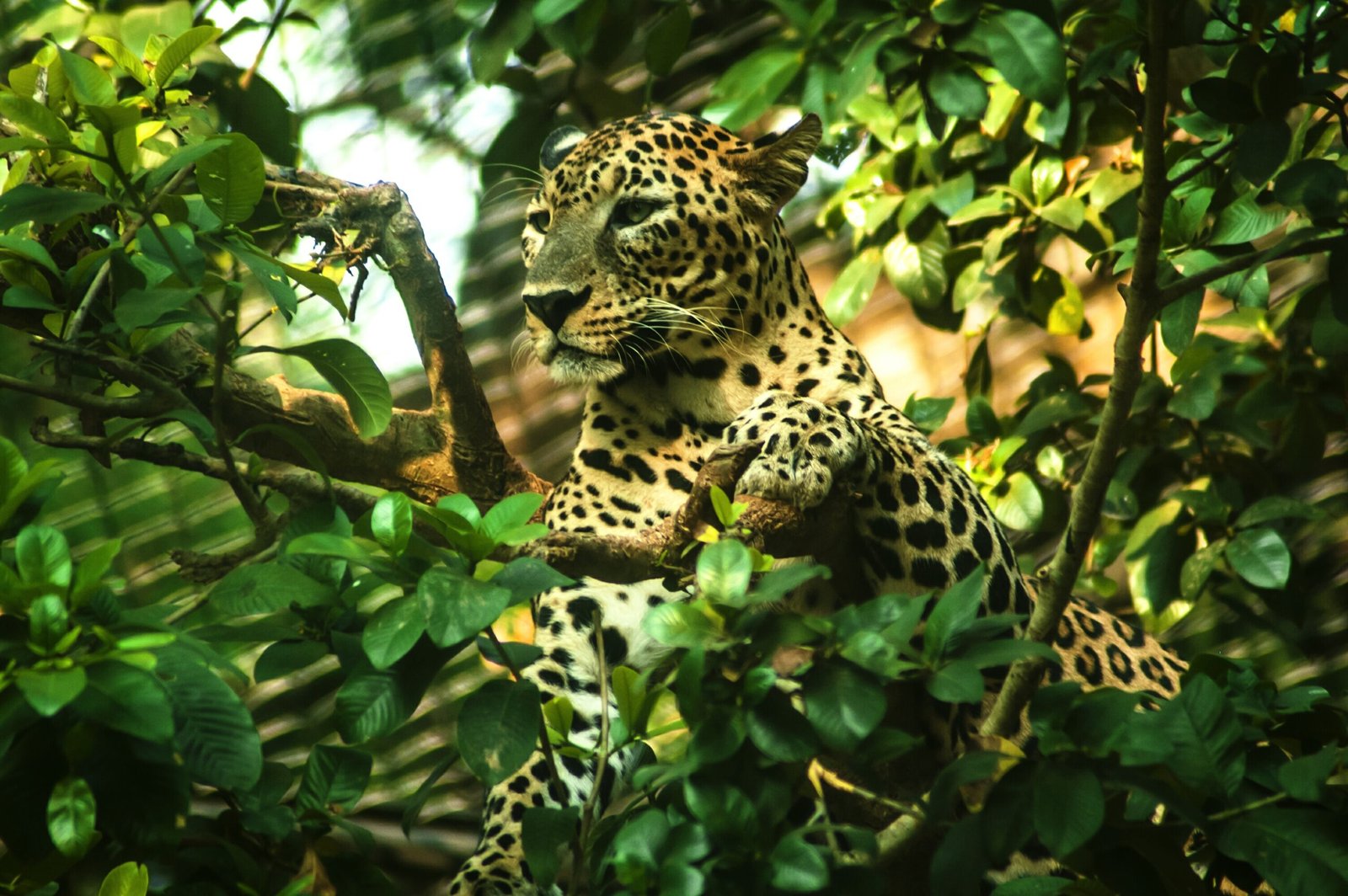 Colombia : Greenpeace celebra las acciones para preservar al jaguar