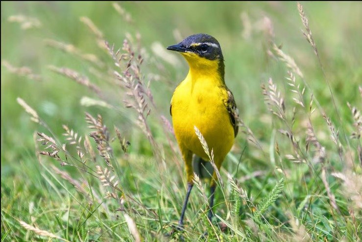 Greenpeace llama a la protección de la biodiversidad en la provincia de Corrientes 