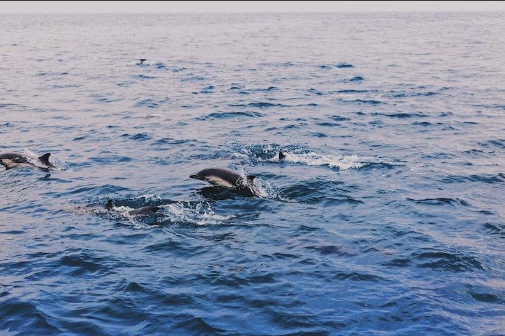 La fauna marina elevó su mortalidad casi un 50% en la costa bonaerense