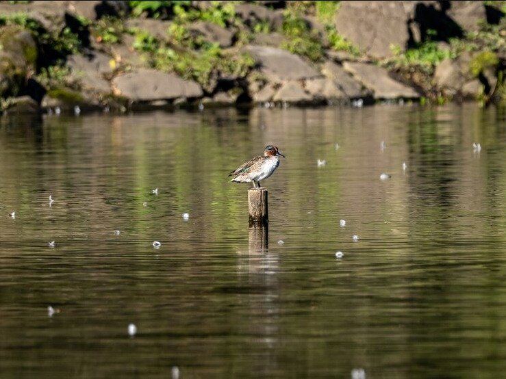 En Greenpeace Argentina celebramos el día Mundial de las Aves Playeras.