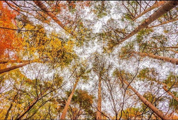 El experimento con árboles longevos que trae esperanza en la lucha climática